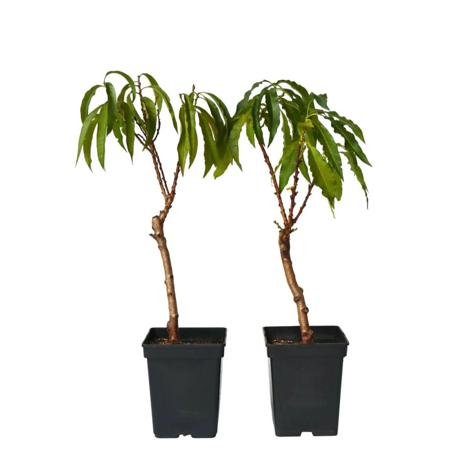 Prunus Bonanza - Set Van 2 - Dwerg Perzikboom - Pot 14cm - Hoogte 60-70cm 1 Prunus Bonanza - Set Van 2 - Dwerg Perzikboom - Pot 14cm - Hoogte 60-70cm