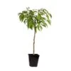 Prunus Persica 'Saturne' - Perzikboom - Fruitboom - Pot 15 Cm - Hoogte 60-70cm