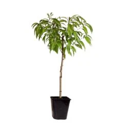 Prunus Persica 'Saturne' - Perzikboom - Fruitboom - Pot 15 Cm - Hoogte 60-70cm
