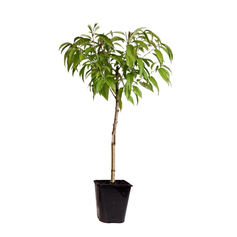 Prunus Persica 'Saturne' - Perzikboom - Fruitboom - Pot 15 Cm - Hoogte 60-70cm 1 Prunus Persica 'Saturne' - Perzikboom - Fruitboom - Pot 15 Cm - Hoogte 60-70cm