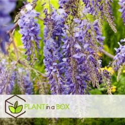 Wisteria Sinensis - Set Van 6 - Wisteria Blauwe Regen - Pot 9cm - Hoogte 25-40cm -Goedkope Planten winkel 1000046152 0102