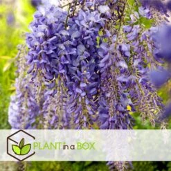 Wisteria Sinensis - Set Van 6 - Wisteria Blauwe Regen - Pot 9cm - Hoogte 25-40cm -Goedkope Planten winkel 1000046152 0103