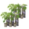 Wisteria Sinensis - Set Van 6 - Wisteria Blauwe Regen - Pot 9cm - Hoogte 25-40cm -Goedkope Planten winkel 1000046152