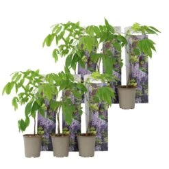 Wisteria Sinensis - Set Van 6 - Wisteria Blauwe Regen - Pot 9cm - Hoogte 25-40cm