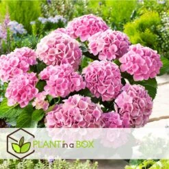 Hydrangea Macrophylla - Roze - Set Van 3 - Hortensia - Pot 9cm - Hoogte 25-40cm -Goedkope Planten winkel 1000046153 0102