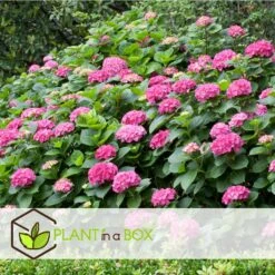 Hydrangea Macrophylla - Roze - Set Van 3 - Hortensia - Pot 9cm - Hoogte 25-40cm -Goedkope Planten winkel 1000046153 0103