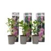 Hydrangea Macrophylla - Roze - Set Van 3 - Hortensia - Pot 9cm - Hoogte 25-40cm -Goedkope Planten winkel 1000046153