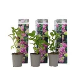 Hydrangea Macrophylla - Roze - Set Van 3 - Hortensia - Pot 9cm - Hoogte 25-40cm