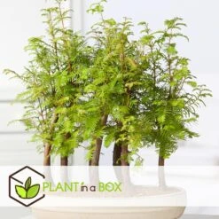 Outdoor Bonsai Metasequoia Forest - Bonsai - Pot 15cm - Hoogte 20-30cm 6 Outdoor Bonsai Metasequoia Forest - Bonsai - Pot 15cm - Hoogte 20-30cm -Goedkope Planten winkel 1000046159 0102