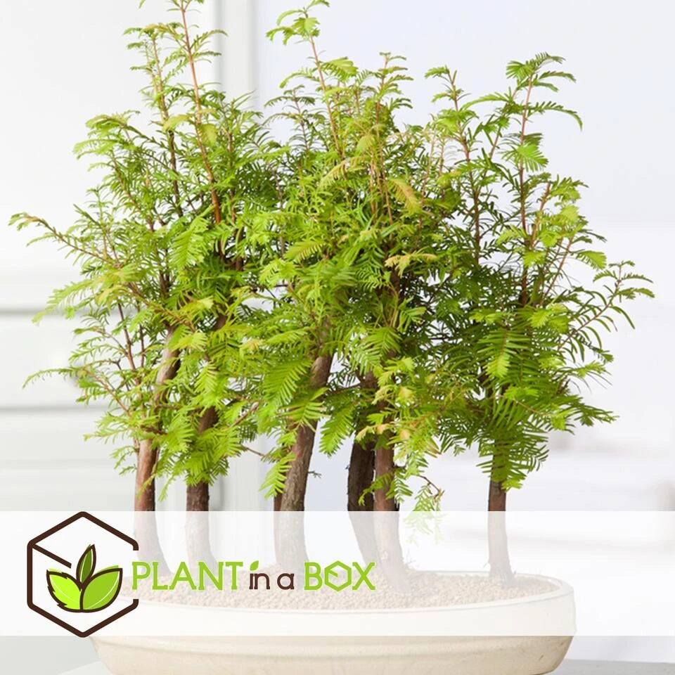 Outdoor Bonsai Metasequoia Forest - Bonsai - Pot 15cm - Hoogte 20-30cm 3 Outdoor Bonsai Metasequoia Forest - Bonsai - Pot 15cm - Hoogte 20-30cm - Afbeelding 3