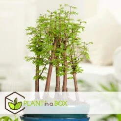 Outdoor Bonsai Metasequoia Forest - Bonsai - Pot 15cm - Hoogte 20-30cm 7 Outdoor Bonsai Metasequoia Forest - Bonsai - Pot 15cm - Hoogte 20-30cm -Goedkope Planten winkel 1000046159 0103