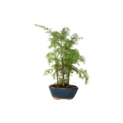 Outdoor Bonsai Metasequoia Forest - Bonsai - Pot 15cm - Hoogte 20-30cm