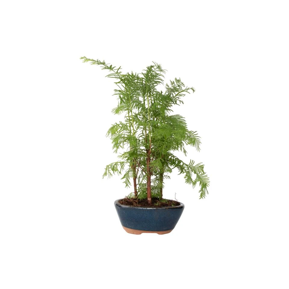 Outdoor Bonsai Metasequoia Forest - Bonsai - Pot 15cm - Hoogte 20-30cm 1 Outdoor Bonsai Metasequoia Forest - Bonsai - Pot 15cm - Hoogte 20-30cm