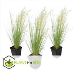 Stipa Tenuifolia 'Pony Tails' - Set Van 3 - Gras - Pot 9cm - Hoogte 20-30cm -Goedkope Planten winkel 1000046161 0102
