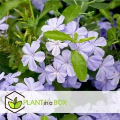 Plumbago Auriculata - Set Van 6 - Klimpant Bloeiend - Pot 9cm - Hoogte 25-40cm -Goedkope Planten winkel 1000046163 0103