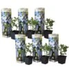 Plumbago Auriculata - Set Van 6 - Klimpant Bloeiend - Pot 9cm - Hoogte 25-40cm -Goedkope Planten winkel 1000046163