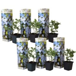 Plumbago Auriculata - Set Van 6 - Klimpant Bloeiend - Pot 9cm - Hoogte 25-40cm