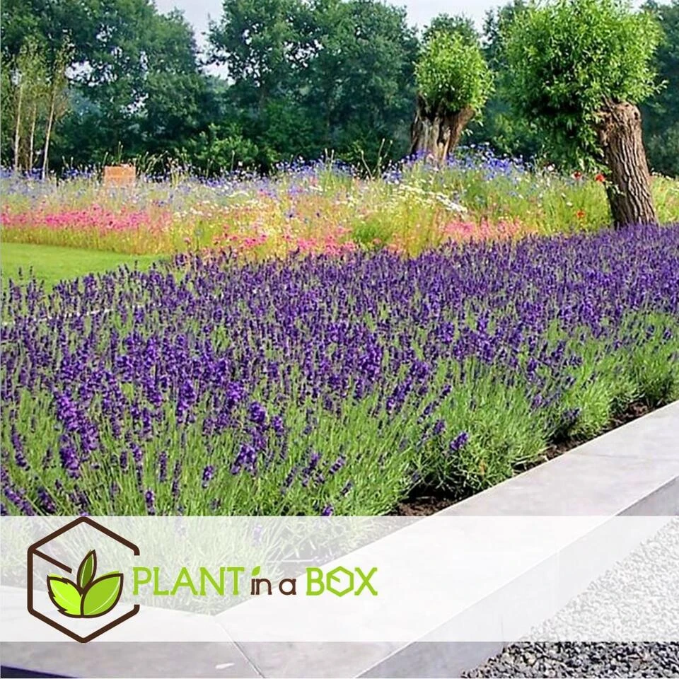 Lavandula Angustifolia - Set X12 - Lavandelplant - Pot 10.5cm - Hoogte 10-15cm 4 Lavandula Angustifolia - Set X12 - Lavandelplant - Pot 10.5cm - Hoogte 10-15cm - Afbeelding 4