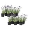 Lavandula Angustifolia - Set X12 - Lavandelplant - Pot 10.5cm - Hoogte 10-15cm -Goedkope Planten winkel 1000046164