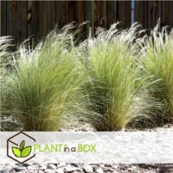 Stipa Tenuifolia 'Pony Tails' - Set Van 9 - Gras - Pot 9cm - Hoogte 20-30cm -Goedkope Planten winkel 1000046168 0102