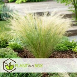 Stipa Tenuifolia 'Pony Tails' - Set Van 9 - Gras - Pot 9cm - Hoogte 20-30cm -Goedkope Planten winkel 1000046168 0103