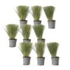 Stipa Tenuifolia 'Pony Tails' - Set Van 9 - Gras - Pot 9cm - Hoogte 20-30cm -Goedkope Planten winkel 1000046168