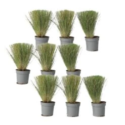 Stipa Tenuifolia 'Pony Tails' - Set Van 9 - Gras - Pot 9cm - Hoogte 20-30cm