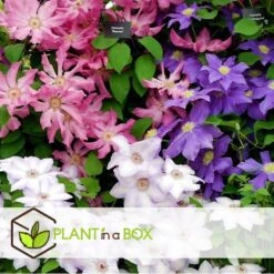 Mix Van 6 Clematis - Tuinplanten - Klimplant - Pot 9cm - Hoogte 25-40cm -Goedkope Planten winkel 1000046174 0102