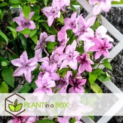 Mix Van 6 Clematis - Tuinplanten - Klimplant - Pot 9cm - Hoogte 25-40cm -Goedkope Planten winkel 1000046174 0103