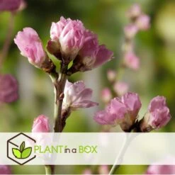 Prunus Persica 'Saturne' - Perzikboom - Set Van 2 - Pot 15 Cm - Hoogte 60-70cm -Goedkope Planten winkel 1000046178 0102