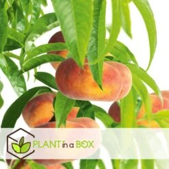 Prunus Persica 'Saturne' - Perzikboom - Set Van 2 - Pot 15 Cm - Hoogte 60-70cm -Goedkope Planten winkel 1000046178 0103