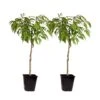 Prunus Persica 'Saturne' - Perzikboom - Set Van 2 - Pot 15 Cm - Hoogte 60-70cm