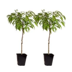 Prunus Persica 'Saturne' - Perzikboom - Set Van 2 - Pot 15 Cm - Hoogte 60-70cm