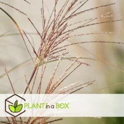 Miscanthus Gracilimus - Winterhard Siergras - Pot 23cm - Hoogte 40-60cm -Goedkope Planten winkel 1000046182 0102