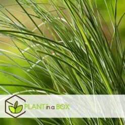 Miscanthus Gracilimus - Winterhard Siergras - Pot 23cm - Hoogte 40-60cm -Goedkope Planten winkel 1000046182 0103