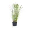 Miscanthus Gracilimus - Winterhard Siergras - Pot 23cm - Hoogte 40-60cm -Goedkope Planten winkel 1000046182