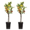 TRIO Appelboom - Set Van 2 - Malus - Pot 17cm - Hoogte 60-70cm -Goedkope Planten winkel 1000046184