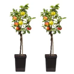 TRIO Appelboom - Set Van 2 - Malus - Pot 17cm - Hoogte 60-70cm