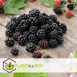 Berry Mix - Mix Van 8 - Bessenplanten - Tuinplanten - Pot 9cm - Hoogte 25-40cm -Goedkope Planten winkel 1000046189 0103