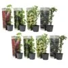 Berry Mix - Mix Van 8 - Bessenplanten - Tuinplanten - Pot 9cm - Hoogte 25-40cm -Goedkope Planten winkel 1000046189