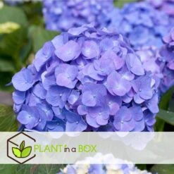 Hydrangea Macrophylla - Mix Van 6 - Hortensia - Pot 9cm - Hoogte 25-40cm -Goedkope Planten winkel 1000046191 0101