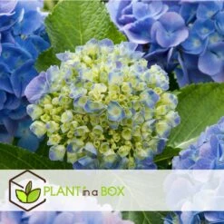Hydrangea Macrophylla - Mix Van 6 - Hortensia - Pot 9cm - Hoogte 25-40cm -Goedkope Planten winkel 1000046191 0103