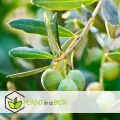 Olea Europaea - Olijfboompjes - Pot 9cm - Hoogte 25-40cm -Goedkope Planten winkel 1000046194 0102