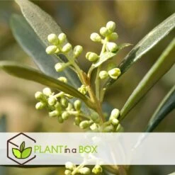 Olea Europaea - Olijfboompjes - Pot 9cm - Hoogte 25-40cm -Goedkope Planten winkel 1000046194 0103