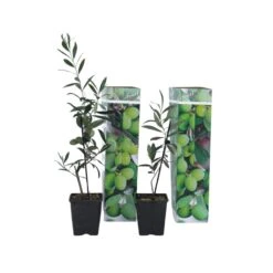 Olea Europaea - Olijfboompjes - Pot 9cm - Hoogte 25-40cm
