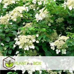 Hydrangea 'Petiolaris’ - Set Van 3 - Klimhortensia - Pot 9cm - Hoogte 25-40cm -Goedkope Planten winkel 1000046205 0102