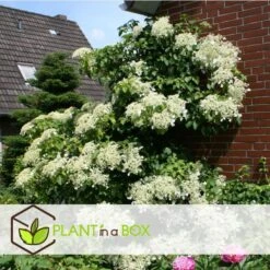Hydrangea 'Petiolaris’ - Set Van 3 - Klimhortensia - Pot 9cm - Hoogte 25-40cm -Goedkope Planten winkel 1000046205 0103
