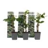 Hydrangea 'Petiolaris’ - Set Van 3 - Klimhortensia - Pot 9cm - Hoogte 25-40cm -Goedkope Planten winkel 1000046205