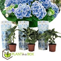 Hydrangea Bicolor 'Bavaria' Blue - Set Van 3 - Pot 9cm - Hoogte 25-40cm 6 Hydrangea Bicolor 'Bavaria' Blue - Set Van 3 - Pot 9cm - Hoogte 25-40cm -Goedkope Planten winkel 1000046207 0102
