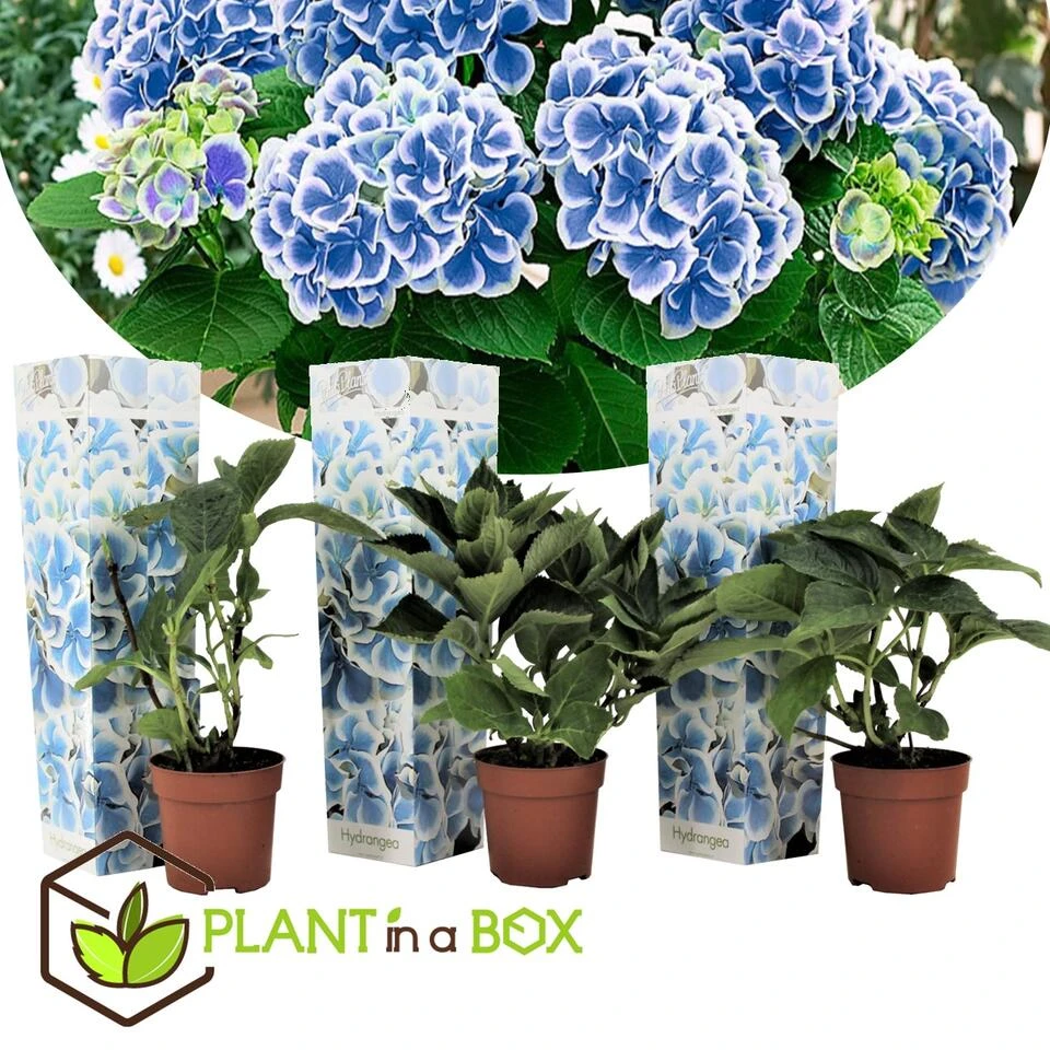 Hydrangea Bicolor 'Bavaria' Blue - Set Van 3 - Pot 9cm - Hoogte 25-40cm 3 Hydrangea Bicolor 'Bavaria' Blue - Set Van 3 - Pot 9cm - Hoogte 25-40cm - Afbeelding 3